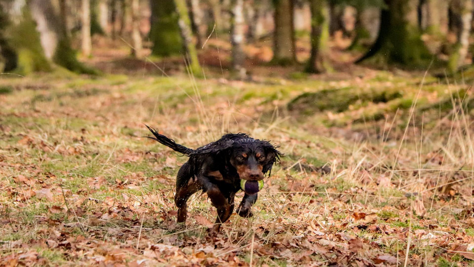 Dog Walks In Hampshire